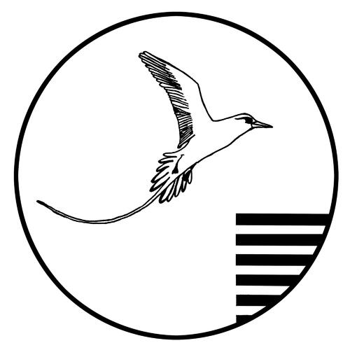 black and white drawing of a white-tailed tropicbird